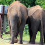 3 Elephants Mooning 