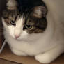 Get Out of the Box