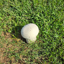 Toad's Friend