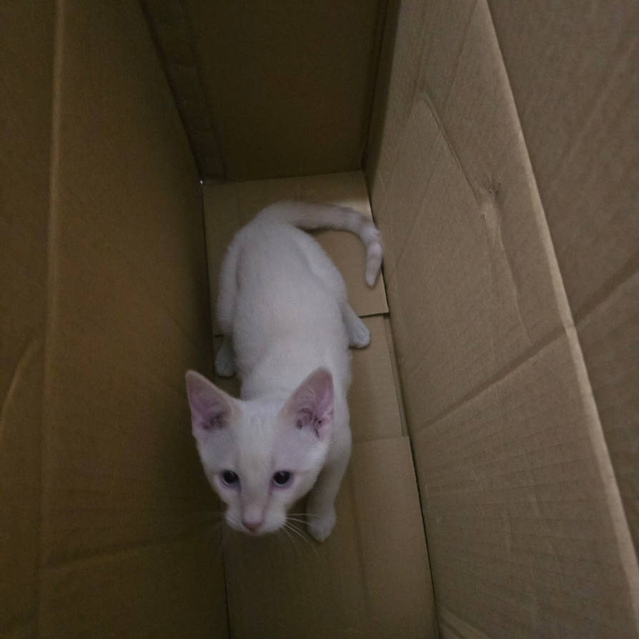 A Box to Big by LoloTheDabbler on DeviantArt