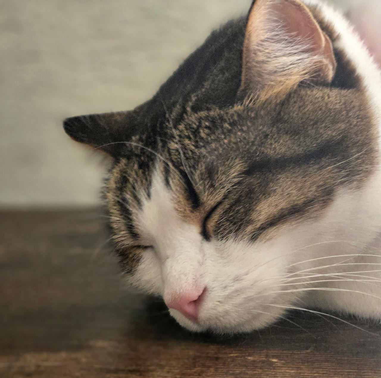 Sleepy Kitty