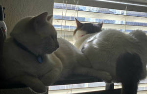 Bird Watching