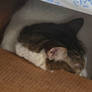 This is My Box