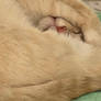 Loki the Sleeper