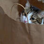 Where is My Box?