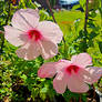 Wednesday Flowers