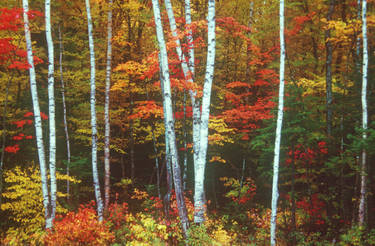 Autumn Birches