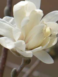 Magnolia1