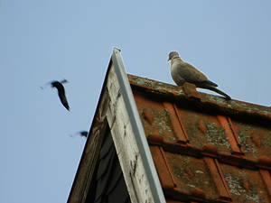 Birds-and-roof