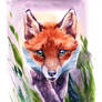 Fox traditional watercolor