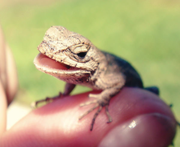 I'm Happy Lizard by HuggleMistress on DeviantArt