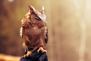 indian Scops-Owl