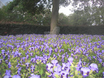 Purple flowers