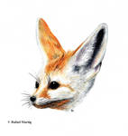 Fennec Fox by RafaelDavid