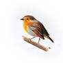 Robin