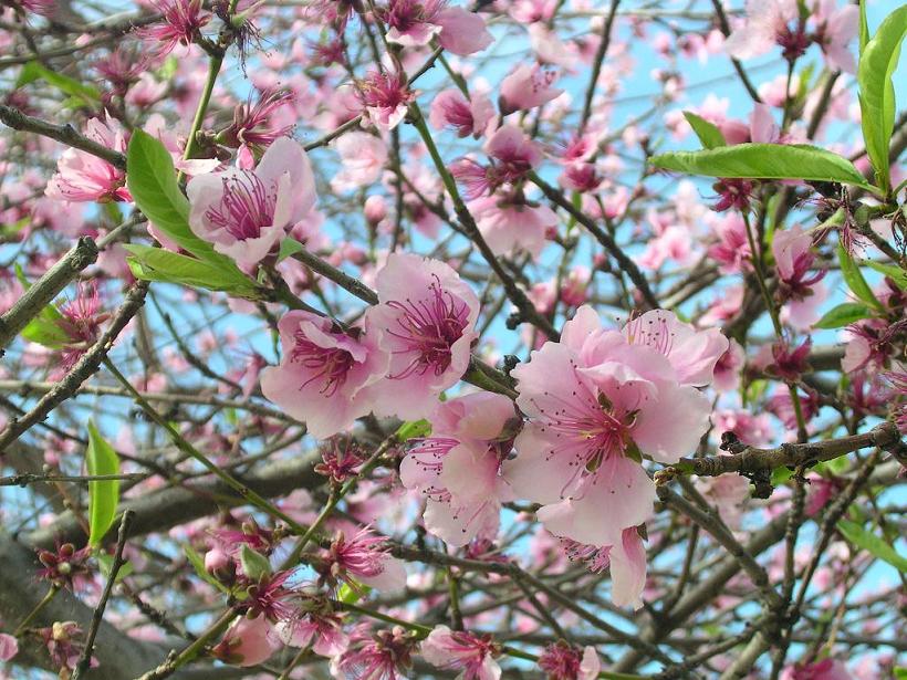 Peach Blossoms