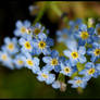 Myosotis