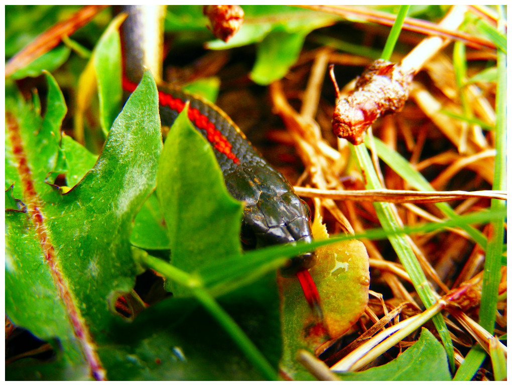 The Serpent's Tongue