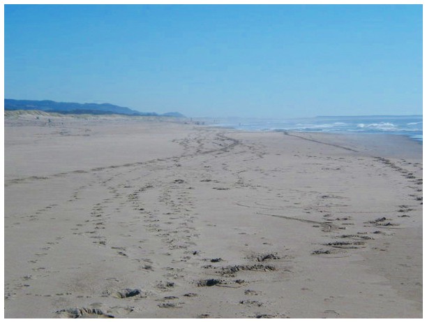 Footprints on the Beach