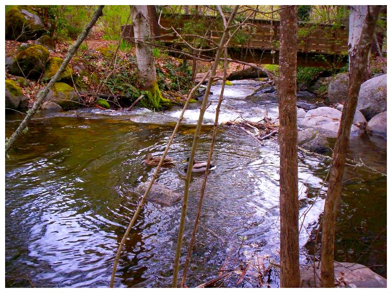 Ducks in a Stream