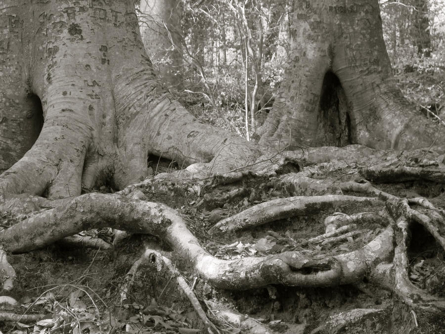 tree roots by NewEnglandSkies on DeviantArt