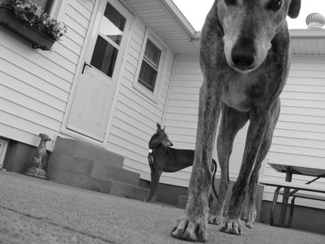 Trio of Hounds