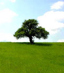 sky and grass