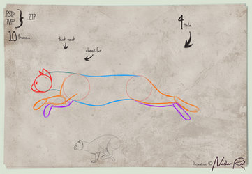 Run Cycle Guide Cat Cat Run Cycle Guide by Juicyfruitgirly on DeviantArt