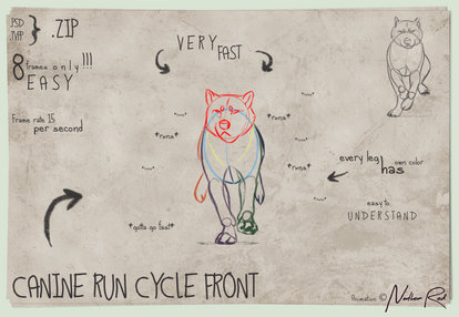 CANINE RUN CYCLE FRONT BASE