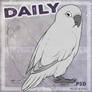 DAILY - parrot