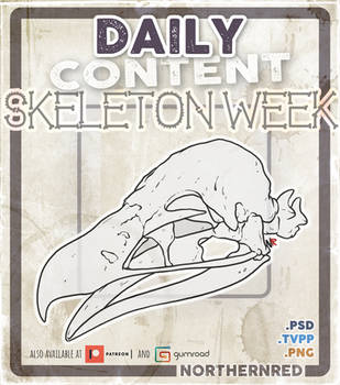 Skeleton week - bird skull