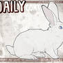 DAILY - Rabbit