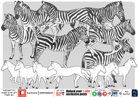 Zebra - BUNDLE
