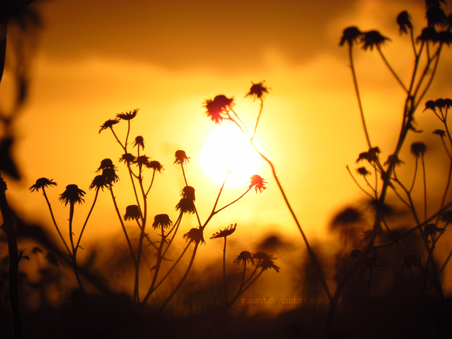 Nice, warming, relaxing sunset.