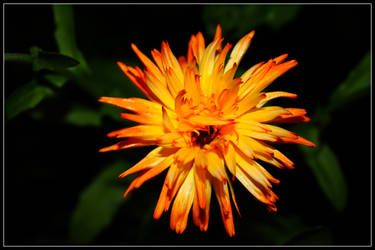 Orange flower.