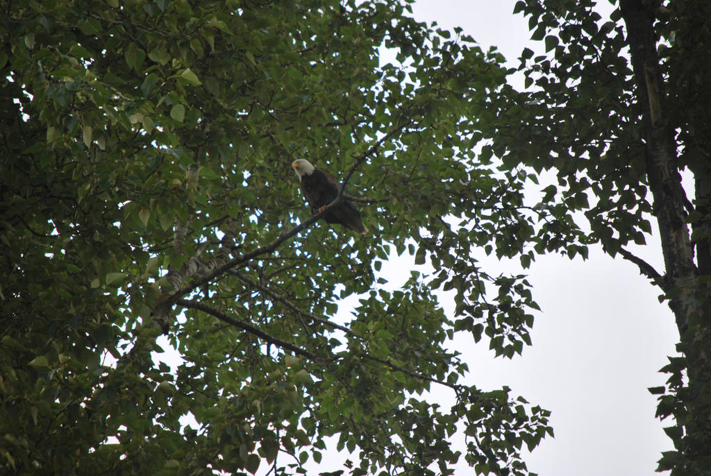 An eagle (bald, lol)