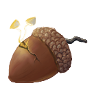 An acorn with a seedling sprouting out of a crack.