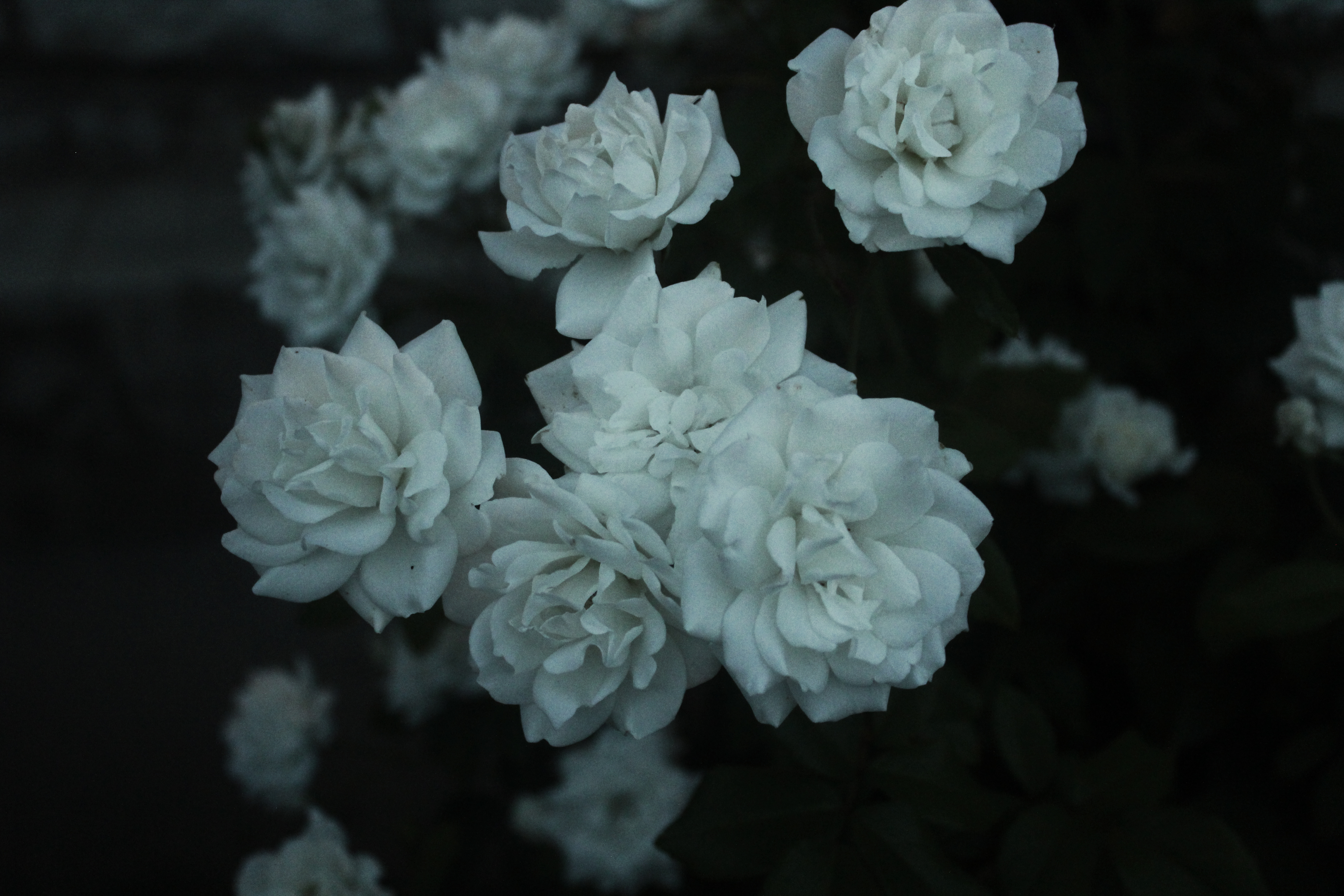 White Roses