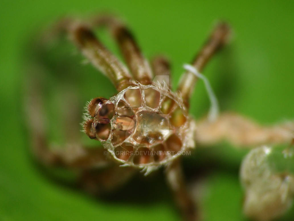 Spider skin by tigrirs on DeviantArt