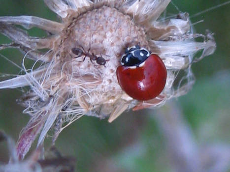 Ladybug and ant