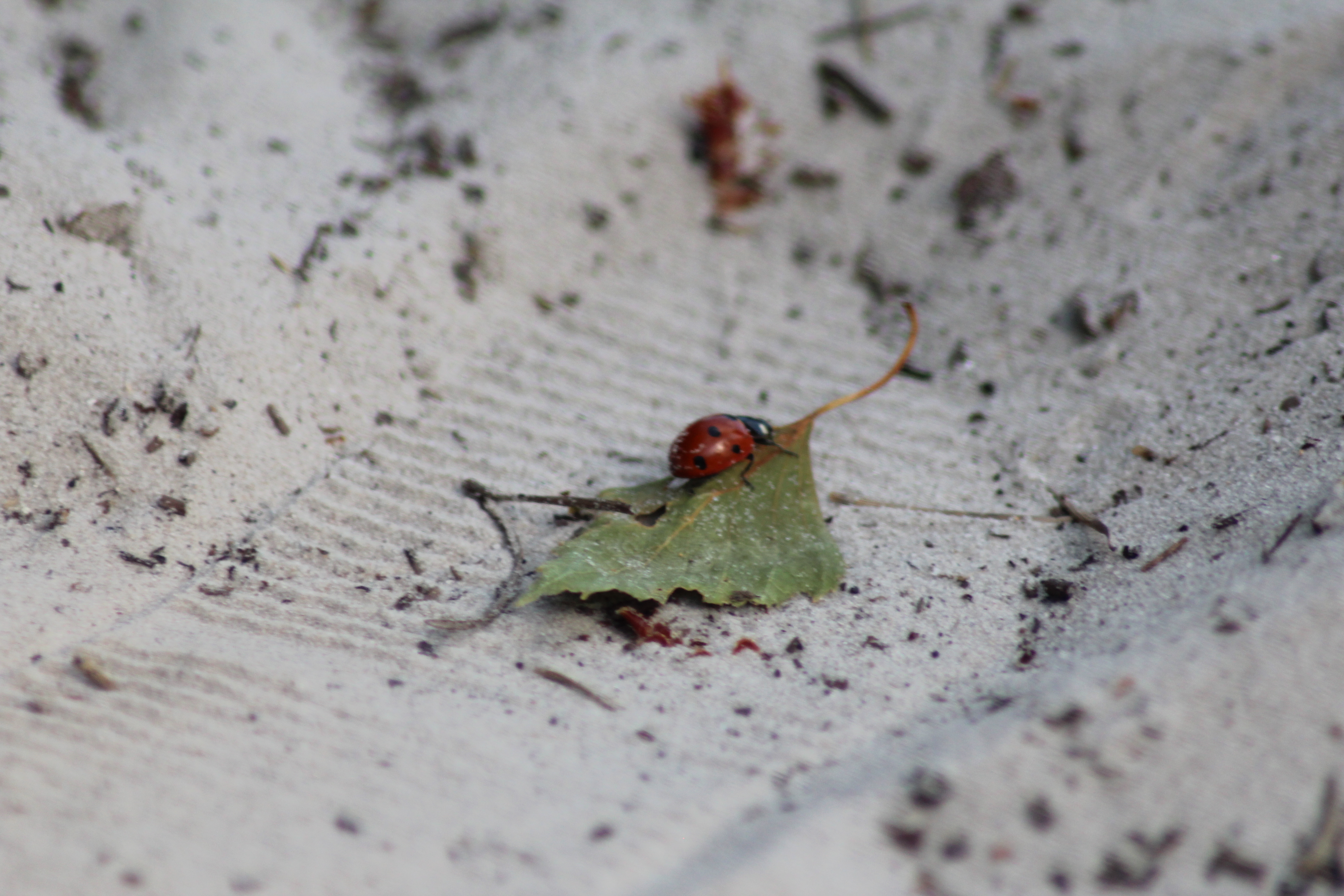 Ladybug