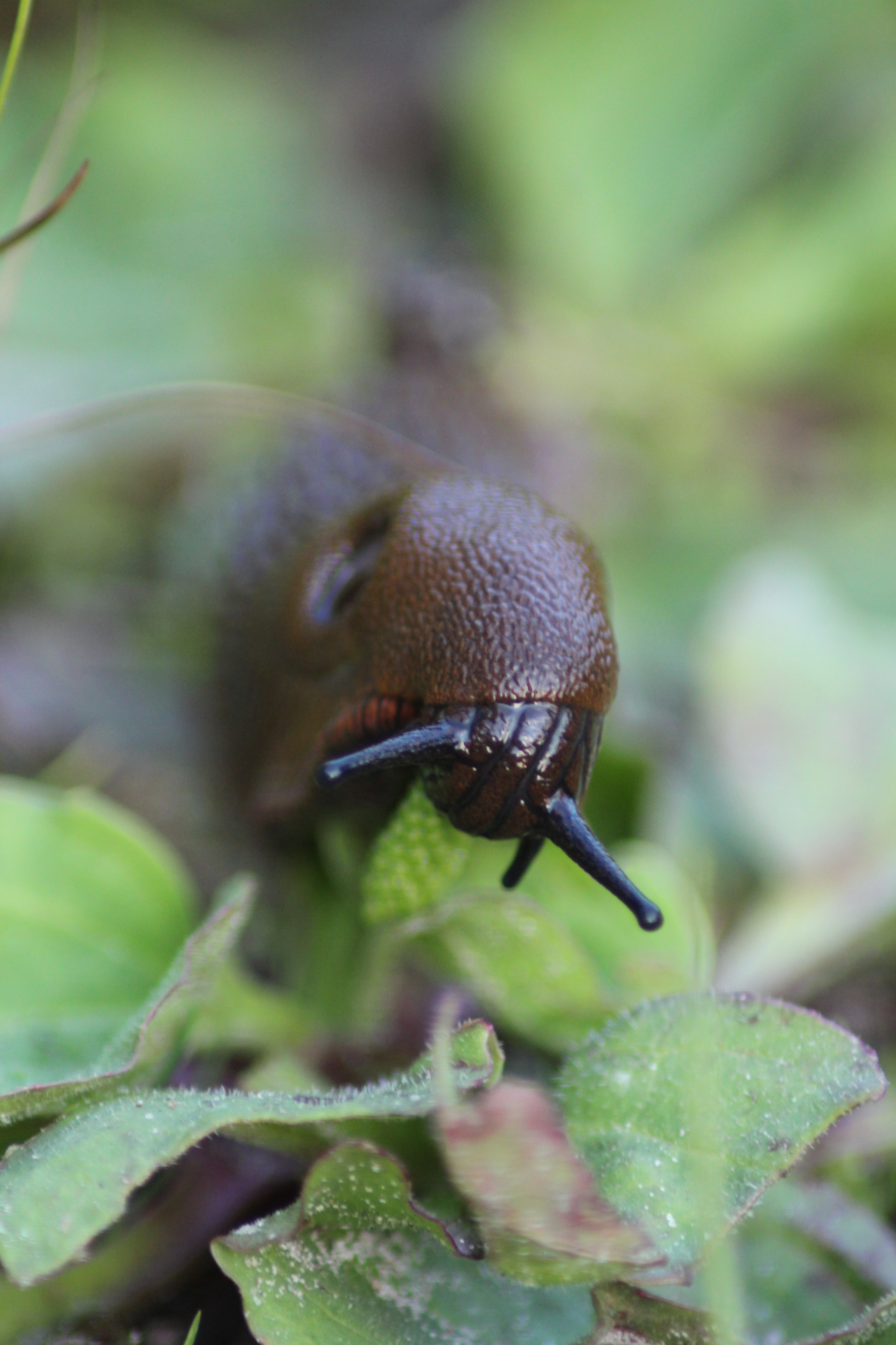 A snail having dinner