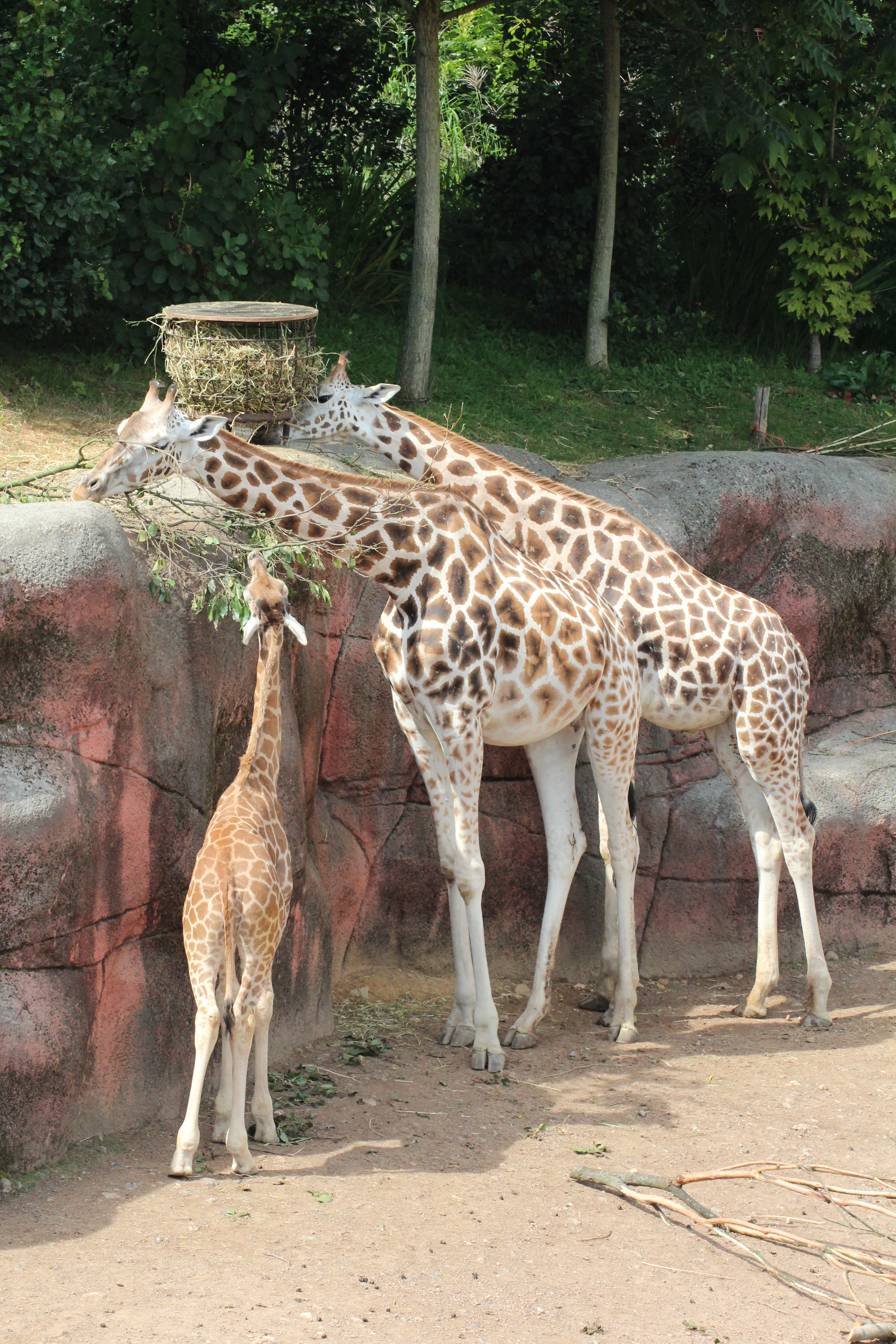 Moar Giraffes :3