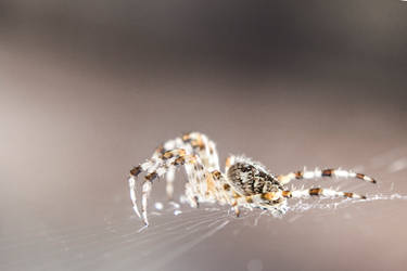 Araneus Diadematus