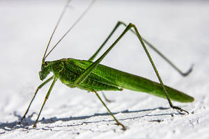 Grasshopper