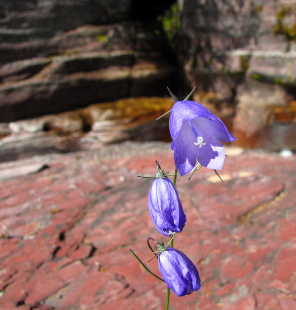 Bells of Violet