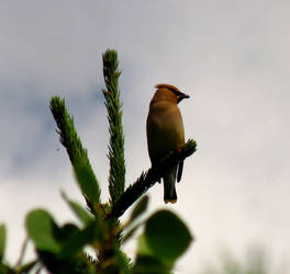 The Lookout