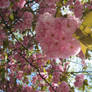 cherry blossoms close up