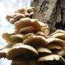 Towering Fungus