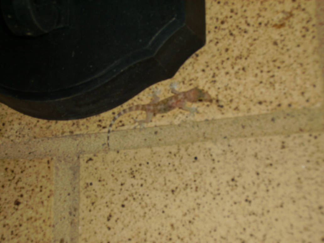Hidden Gecko by DarkWizard83 on DeviantArt